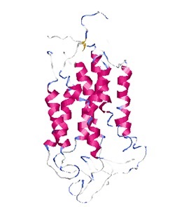 olfactory receptor